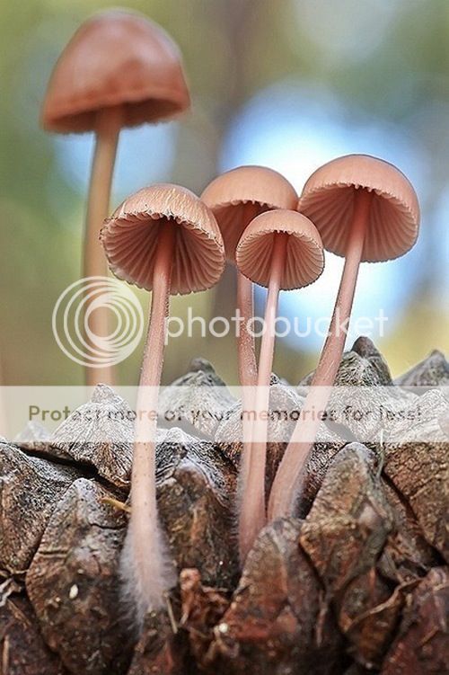 毒蘑菇只能欣赏,不能尝!